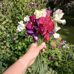 Sweet Pea discounted bundle.