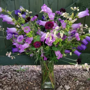 Canterbury Bells 'Single Mix'. Campanula medium