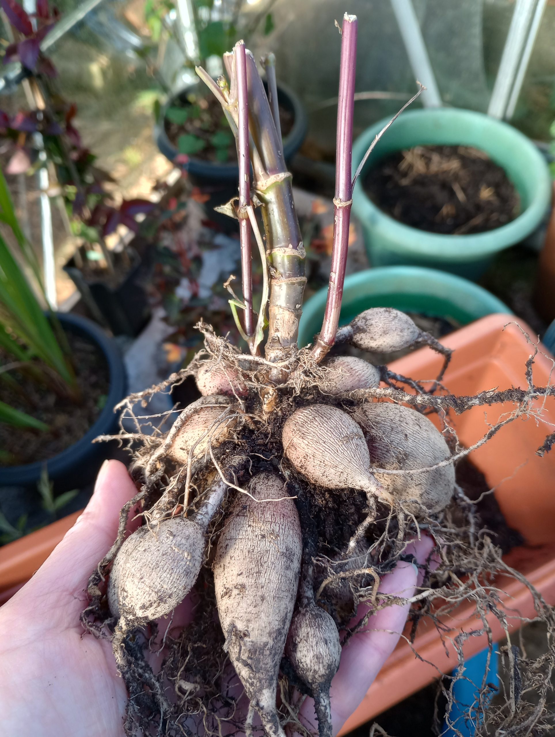 Growing perennials from seed for your flower patch – Higgledy Garden