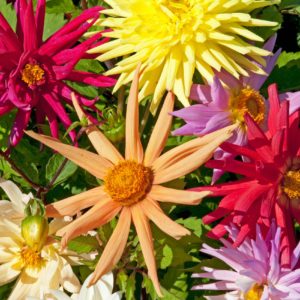 Dahlia 'Cactus' (Perennial)