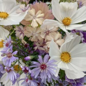 Contains Cosmos 'Purity' with Phlox 'Creme Brulee' and Aster 'Little Carlow'
