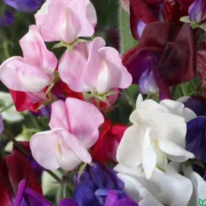 Sweet Pea. 'Old Spice'