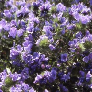 Echium Blue Bedder