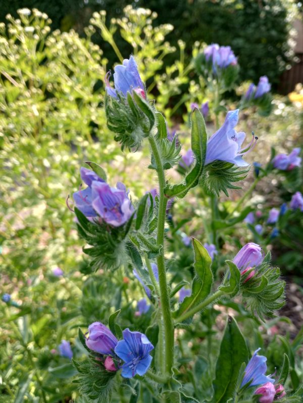 Echium 'Blue Bedder' - Image 2