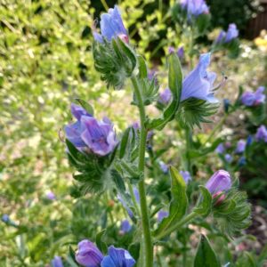 Echium Blue Bedder