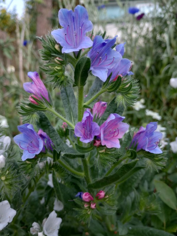 Echium 'Blue Bedder' - Image 3