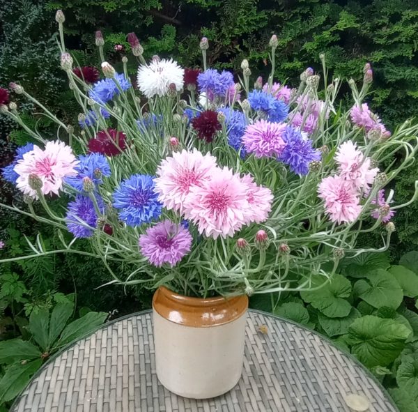1/2 Price 'September sow meadow mix' - Image 4