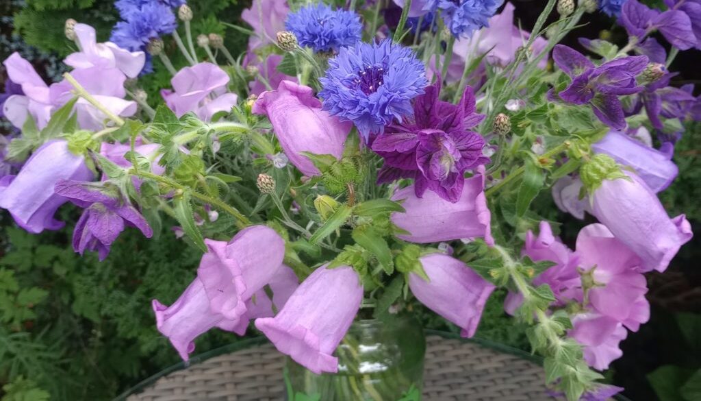 What to sow in January. Sweet peas What to sow in January. Sweet peas