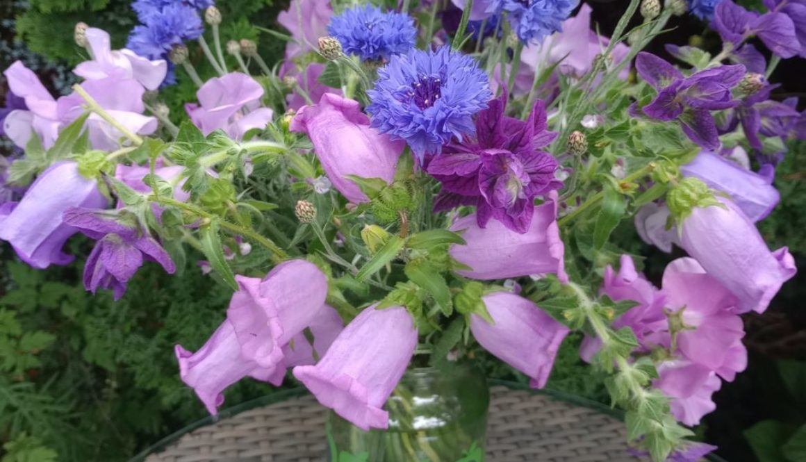 What to sow in January. Sweet peas