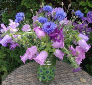 What to sow in January. Sweet peas