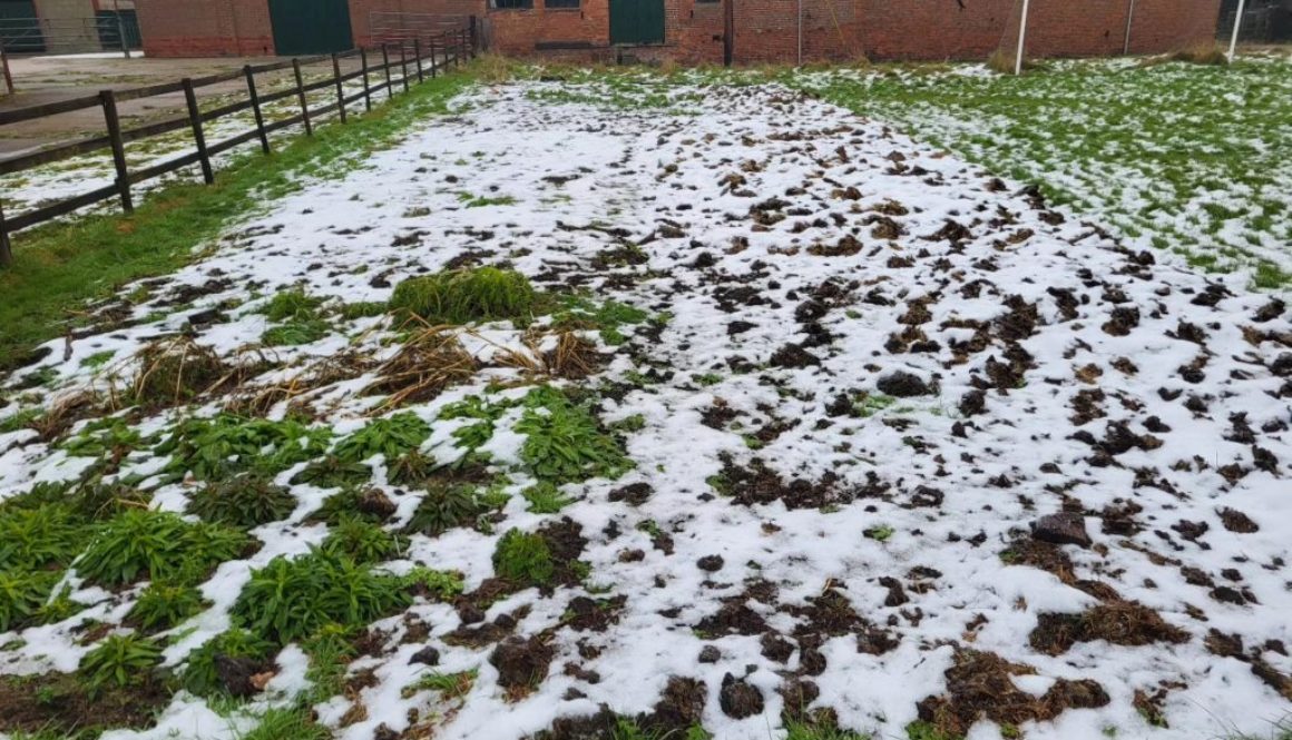 The Willow Farm flower patch. January.