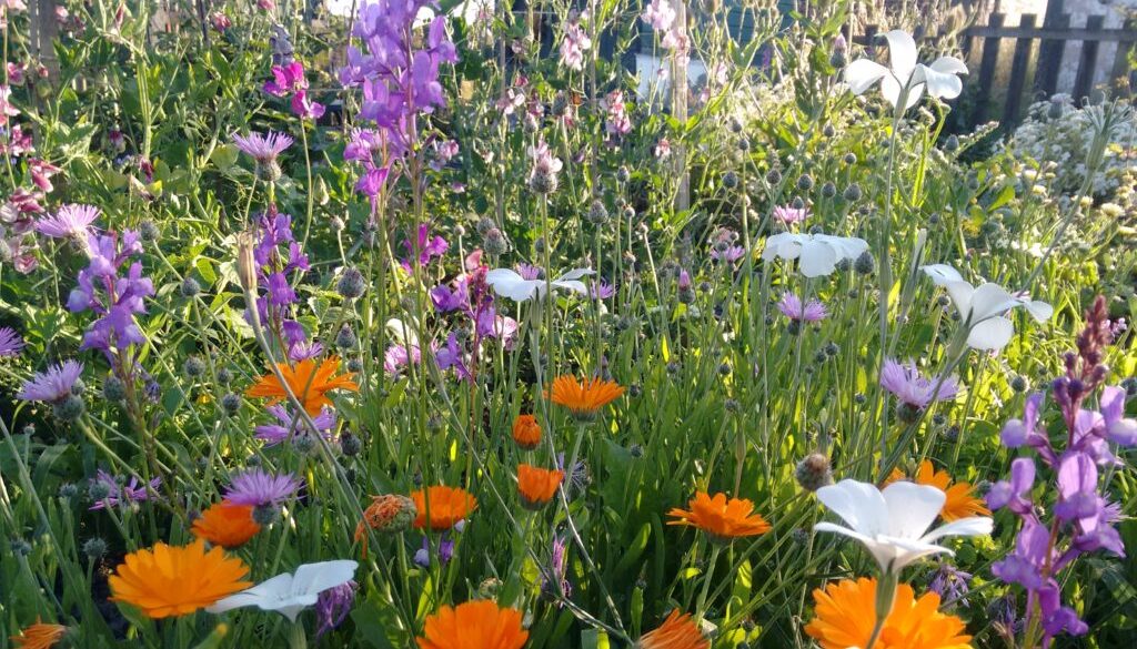 Bee friendly flowers for your garden and cutting patch Bee friendly flowers for your garden and cutting patch