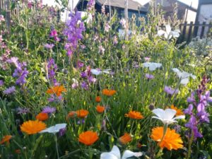 Bee friendly flowers for your garden and cutting patch