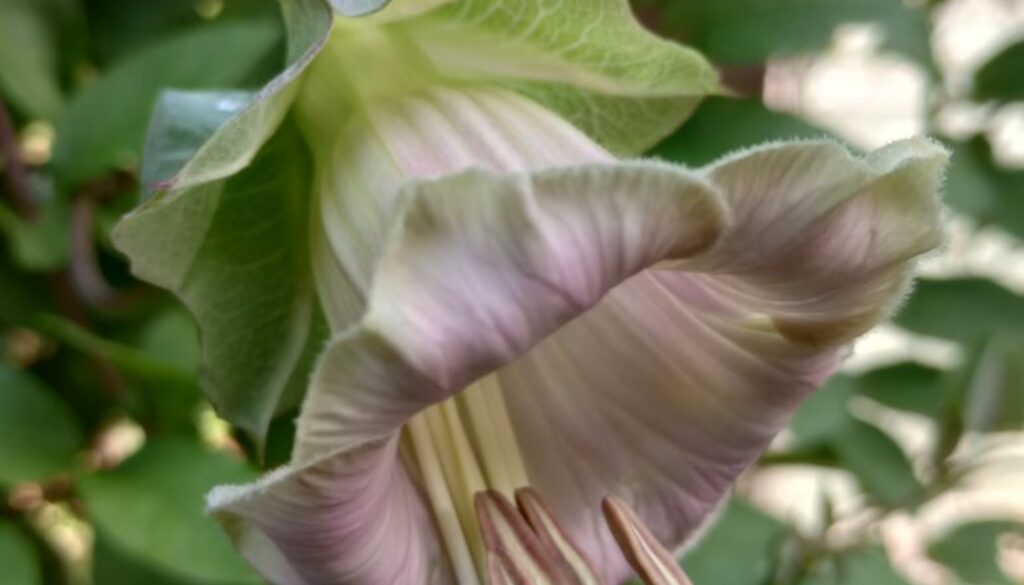 What to sow in February What to sow in February