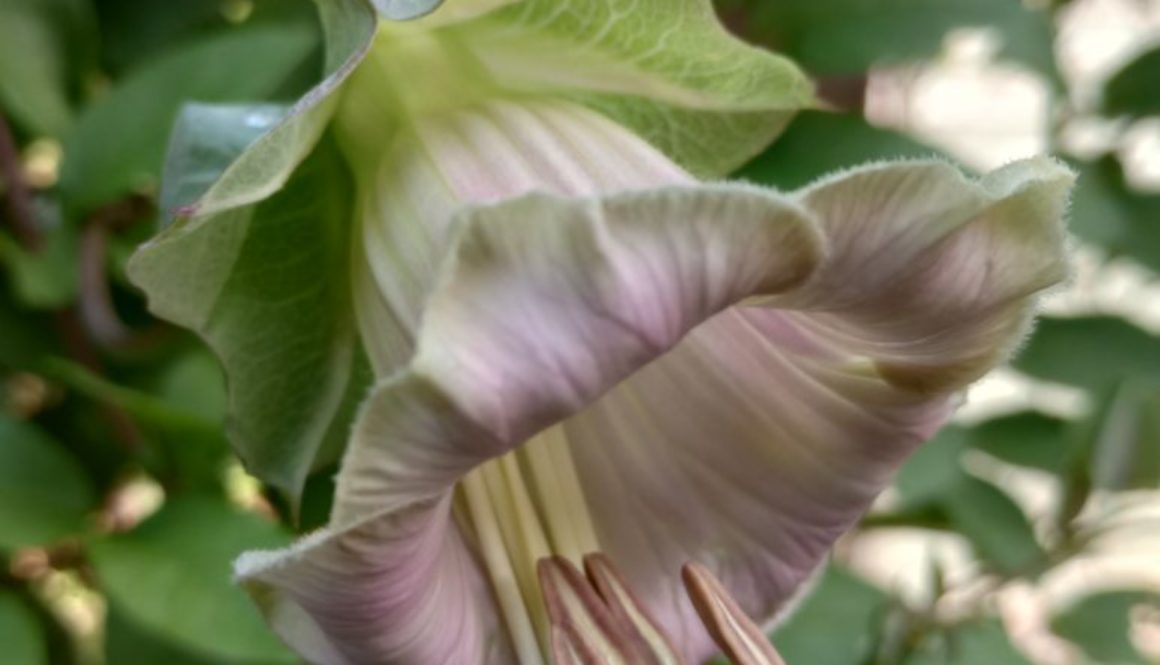 What to sow in February