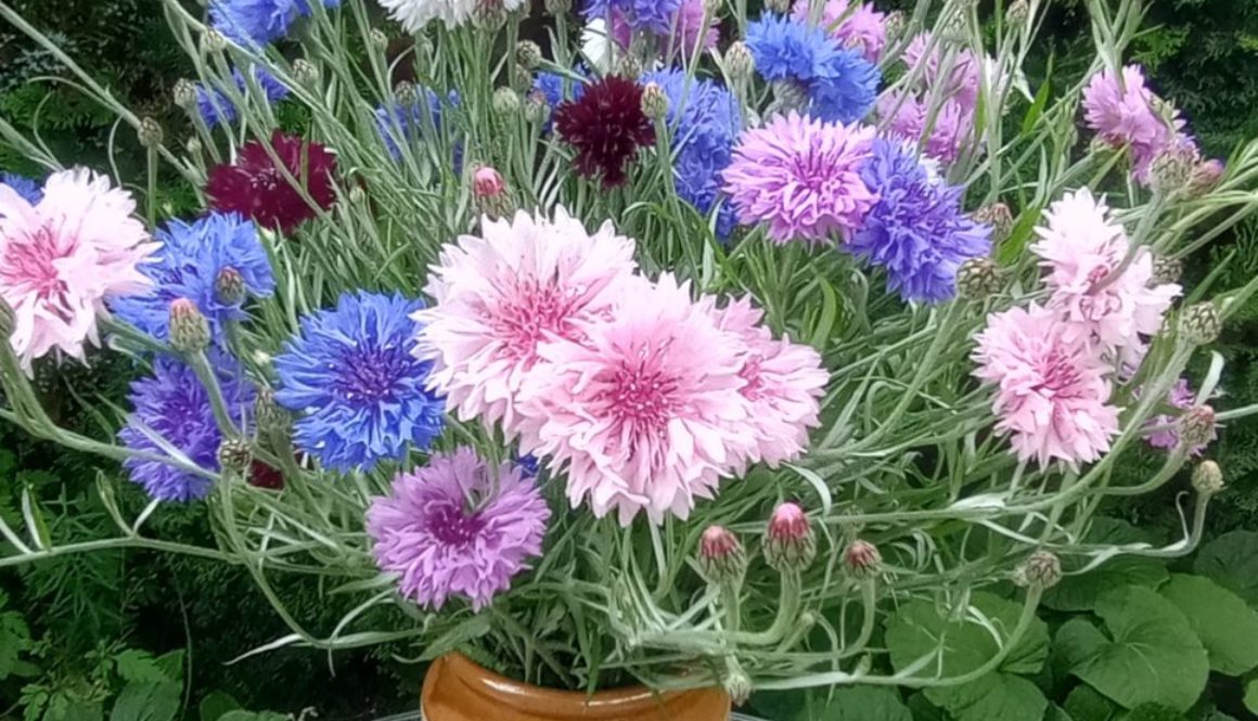 A celebration of the Cornflower