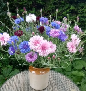 A celebration of the Cornflower