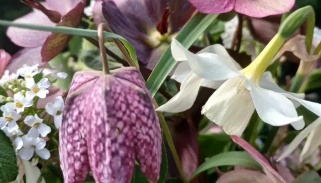 What to sow in March