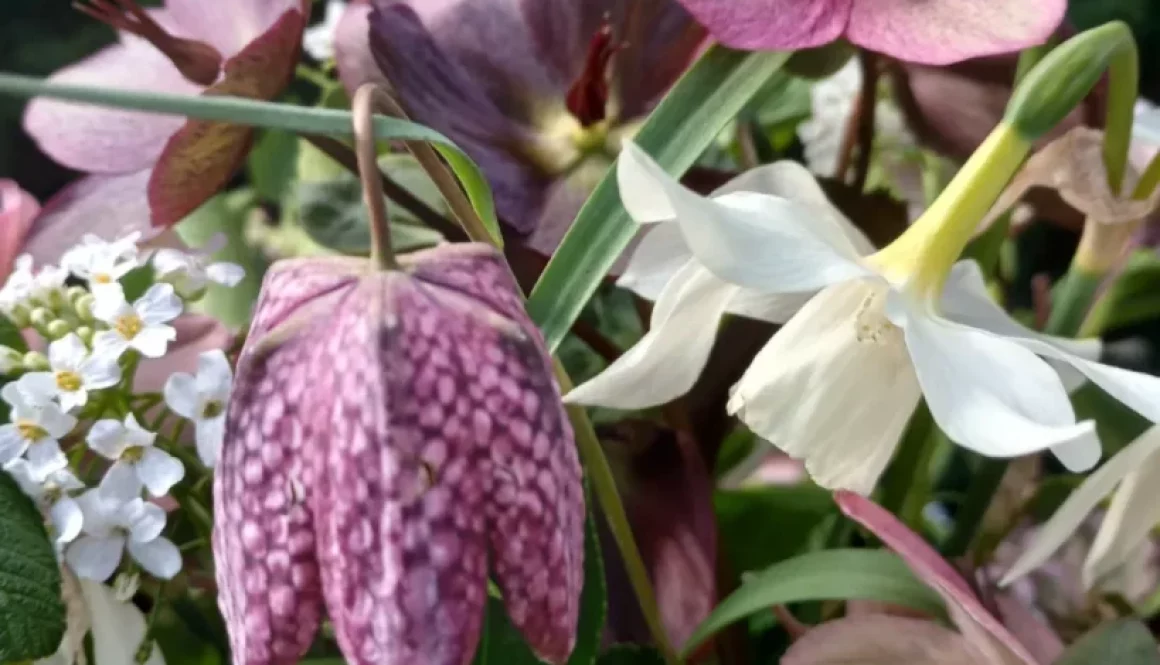 What to sow in March