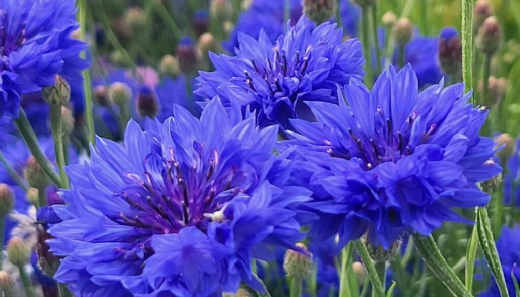 Growing cornflowers from seed. A Higgledy ramble. Growing cornflowers from seed. A Higgledy ramble.