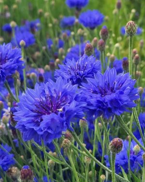 Growing cornflowers from seed. A Higgledy ramble.