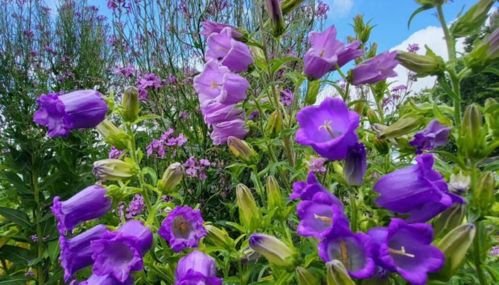 Canterbury Bells: A Brief History and How to Grow Them Canterbury Bells: A Brief History and How to Grow Them
