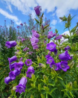Canterbury Bells: A Brief History and How to Grow Them