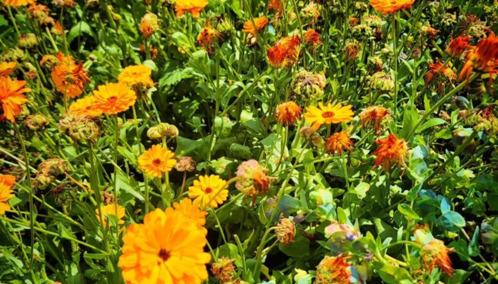 Growing Calendula from seed. A Higgledy ramble. Growing Calendula from seed. A Higgledy ramble.