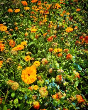 Growing Calendula from seed. A Higgledy ramble.