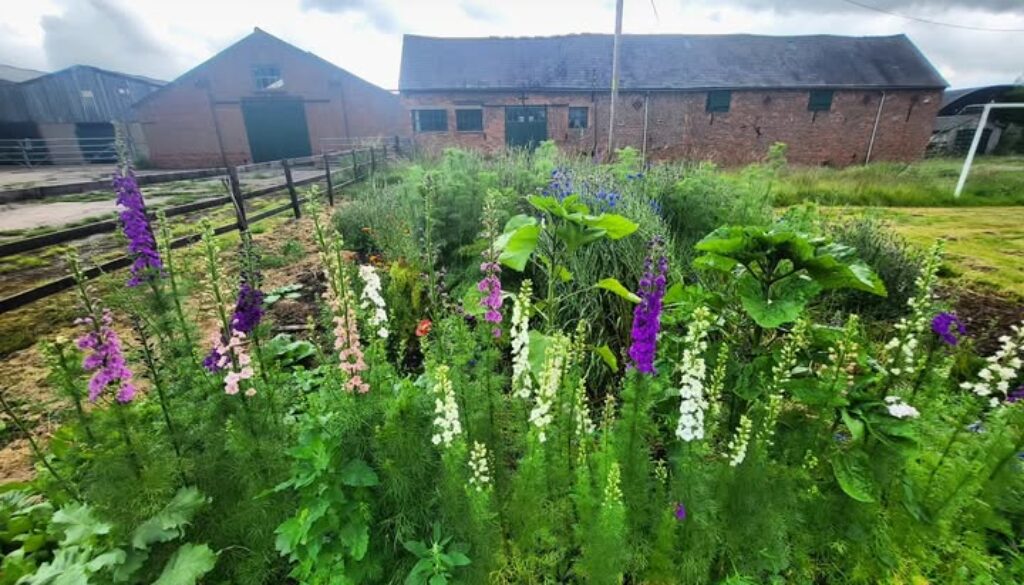 Growing Larkspur from seed. A Higgledy ramble. Growing Larkspur from seed. A Higgledy ramble.