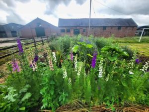 Growing Larkspur from seed. A Higgledy ramble.