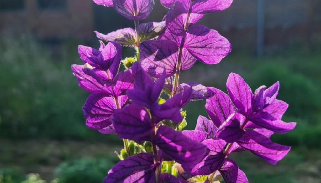 Painted Sage (Salvia viridis). A Higgledy ramble. Painted Sage (Salvia viridis). A Higgledy ramble.