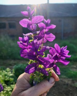 Painted Sage (Salvia viridis). A Higgledy ramble.