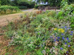“Chop and Drop” in the Cutting Patch