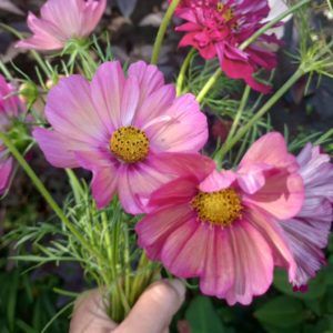 Cosmos 'Xsenia'