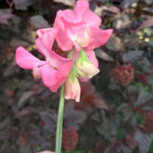 Sweet pea 'Mrs R Bolton'