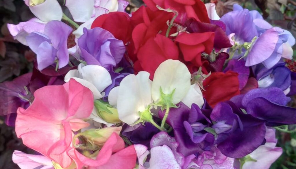 The cutting garden in July: Sweet peas galore The cutting garden in July: Sweet peas galore