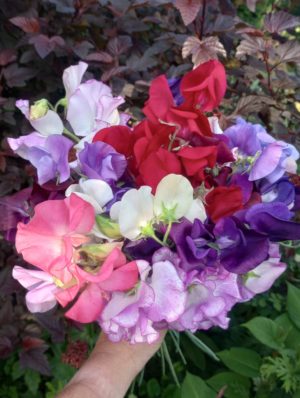 The cutting garden in July: Sweet peas galore