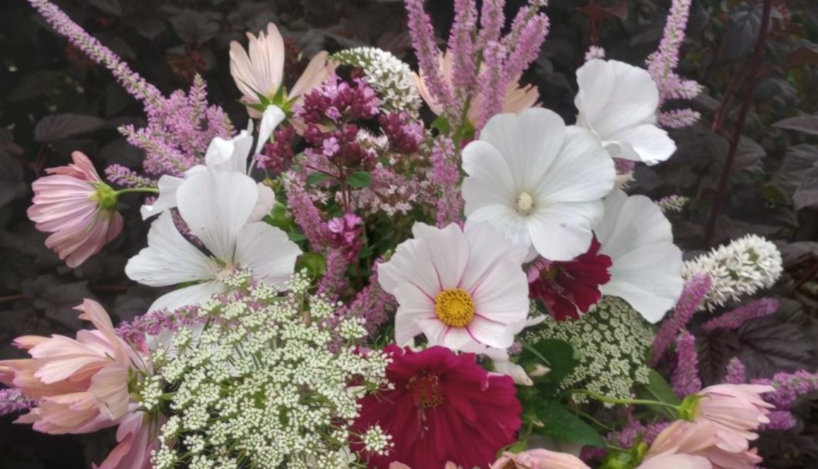 The Cutting garden in August. Colourful Cosmos.