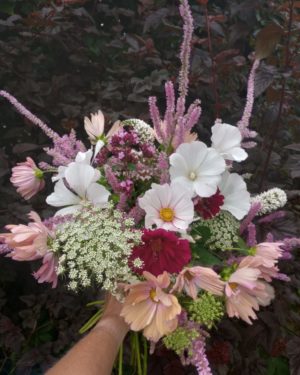 The Cutting garden in August. Colourful Cosmos.