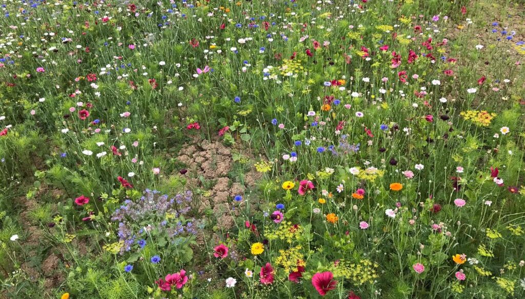 Guide to growing the 1/2 price ‘September sown meadow mix’