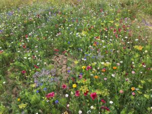 Guide to growing the 1/2 price ‘September sown meadow mix’