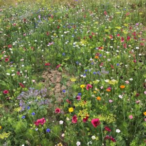 1/2 Price 'September sow meadow mix'