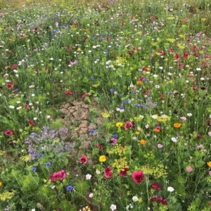 1/2 Price 'September sow meadow mix'