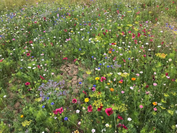 1/2 Price 'September sow meadow mix'