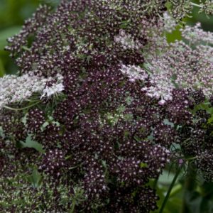 Daucus 'Dara'.