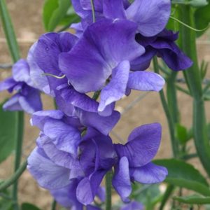 Sweet Pea 'Heathcliff'.
