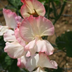 Sweet Pea 'Mollie Rilstone'