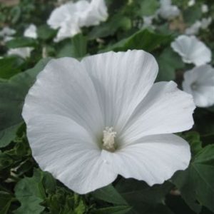 Lavatera 'Mont Blanc'