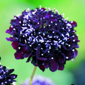 Scabiosa 'Black Knight'